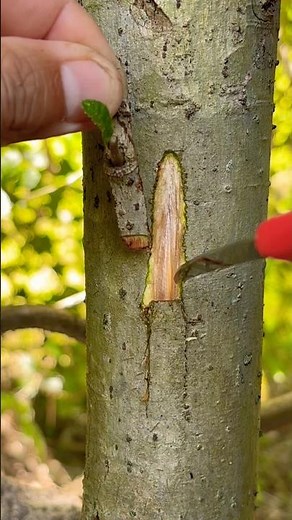 Grafting Techniques | Smart Ways to Add Branches to Bonsai.🌿 #grafting