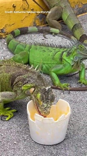 Have you ever seen an iguana? | IFLScience