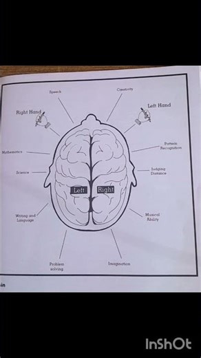 🧠 structure of brain🧠and function