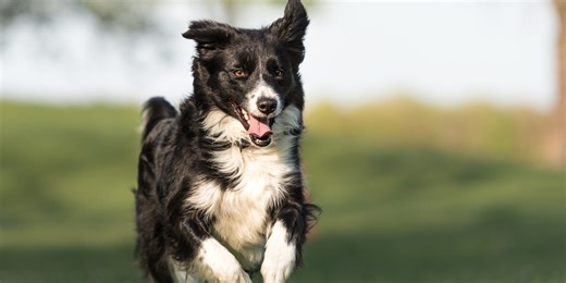 Top 6 hardiest and healthiest dog breeds