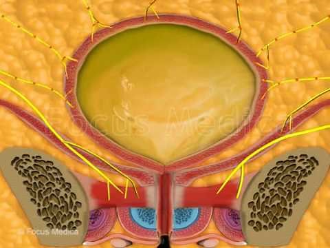 The detrusor muscle - Animated Atlas of BPH and OAB