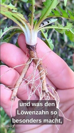 Annoying weeds? This root can replace coffee! ☕🌿