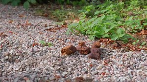 Dog Poop Left Uncleaned on Gravel Path in City Park