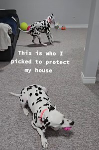 Beware of Keeley and Sela | Dalmatian chaos you were warned about