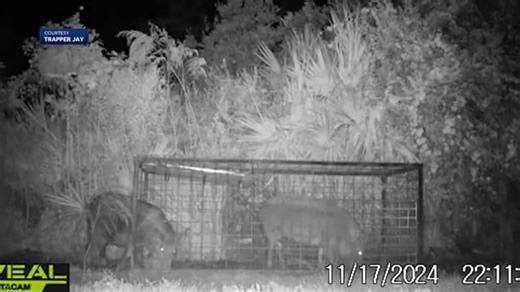 Increase in wild hog and bobcat sightings in St. Lucie County have residents on edge; trapper says it’s breeding season - WSVN 7News | Miami News, Weather, Sports | Fort Lauderdale