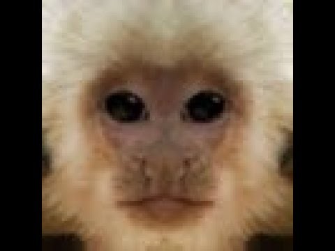 WORKING ON MY OTHER GTAG FAN GAME (APEZ)