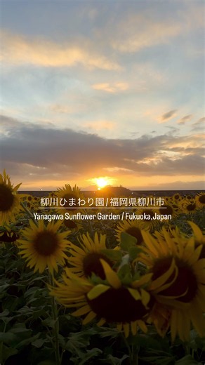 📍福岡県柳川市 柳川ひまわり園 Yanagawa Sunflower Garden Fukuoka,Japan 500,000 sunflowers in full bloom, bathed in the glow of the sunset. 夕焼けに50万本のひまわりが染まる絶景！！ 今週で見納め！！ 開催:9/4〜9/13(日)まで！ ライトアップ:日没から21時まで。 駐車場:500円 臨時バスも運行 📍福岡県柳川市橋本町 有明ひまわりセンター横 ブラックミストNo,5 #柳川ひまわり園 #福岡 #日本の絶景 #japan