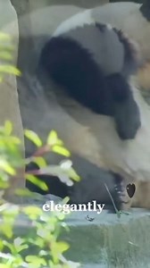 I scratch my belly daily, hoping to lose some weight in this way, and of course it doesn't work, i'm crazy i know! 😅 #care #beautiful #love #silly #funny #naturephotography #nature #panda #fluffy #pandas #cute | Pandas, a Light In My Heart