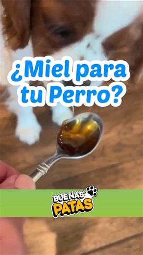 ¿Le das miel a tu perro? Mira este increíble beneficio.