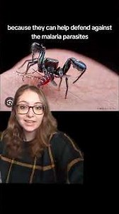 Vampire Spiders #evarchaculicivora #spider #jumpingspider #vampirespider #malaria