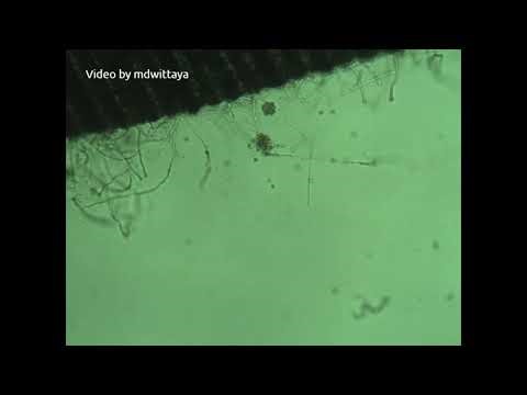 Pythium insidiosum, released of zoospores