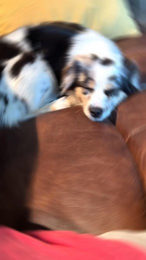 Berger Australien Miniature / Miniature Australian Shepherd on Reels