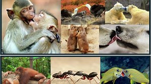 We stole our smooch from apes from 21mn years ago