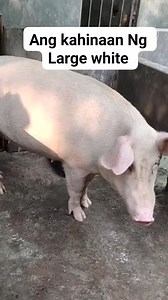227K views · 1.1K reactions | Kahinaan Ng large white #inahingbaboy #pigfarming #fbreelsfypシ゚ #fb #cttophotonotmine #cttoOfvideo #baboy #biik #CttoRepost #reels #pig #pigs #reelsfypシ #fypviralシ | Akong mga buhi | Facebook