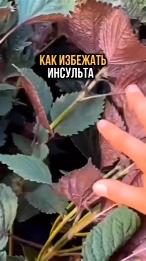 Как избежать инсульта #здоровье #народнаямедицина #инсульт