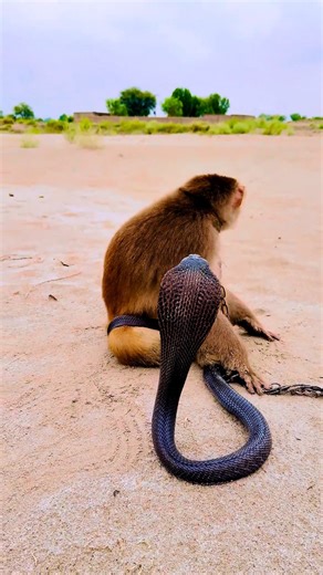 King cobra 🐍 and monkey 🐒 — an incredible and unexpected friendship! 🌿🔥 #Monkey #Cobra | Wao Monkey