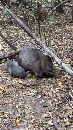 Day In The Life Of a Wombat