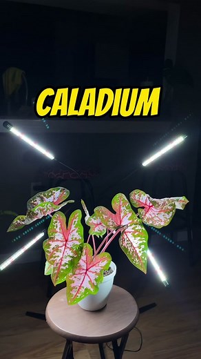 Los caladium son plantas de bulbo que brotan en primavera y verano Hay de muchos colores #plantas #caladium #primavera