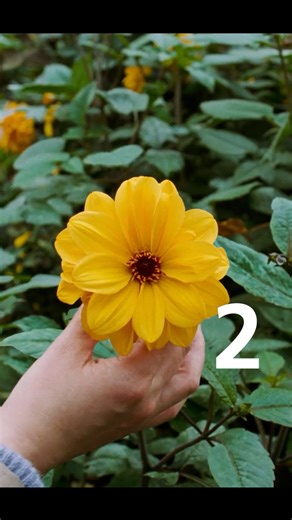 Cinelab Film & Digital on Instagram: "FEEL IT ALL _________________________________________ Christmas Commercial for #O2 November 2025. Directed by Louis McCourt. Cinematography by Robbie Ryan. Shot on 35mm 4-perf film. _________________________________________ Production Co. // @lovesongfilms Director // @louismccourt Producer //@johnbanno Cinematographer // Robbie Ryan 2nd Unit DOP // @jack_exton_ & @maksymenko.ilya 1st AC // @alibainesfilm 2nd AC // Ernesto Central Loader // James Burns Key G