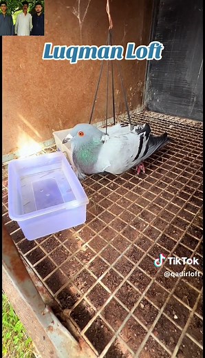 #LuqmanLoft#qadirloft #racingpigeon #kabootar #الحمام #foryoupage #viraltiktok #viral #kalaptiforeve #foryou @🍁LUQMAN LOFT🐦🍁