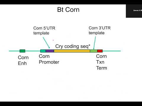 Synthetic Gene Desgin BT corn