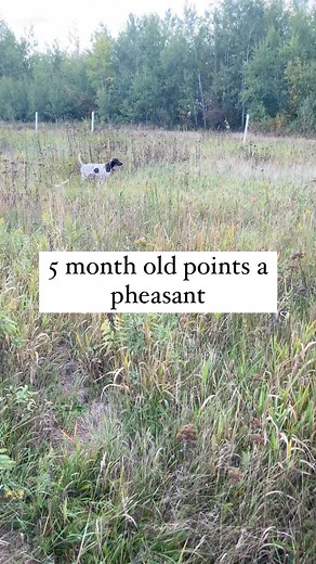 3.6K views · 221 reactions | George is a 5 month old GSP from our #adaxspike litter. His natural pointing instinct is showcased here after finding a pheasant on one of our puppy walks. His litter mates are hunting around him and he continues to hold point until the bird gets up. #willowcreekgsp #gsppuppy #gspoftheday #pointerpuppy #pointerdog #pointeraddicted | Willow Creek Kennels and Hunting | Facebook