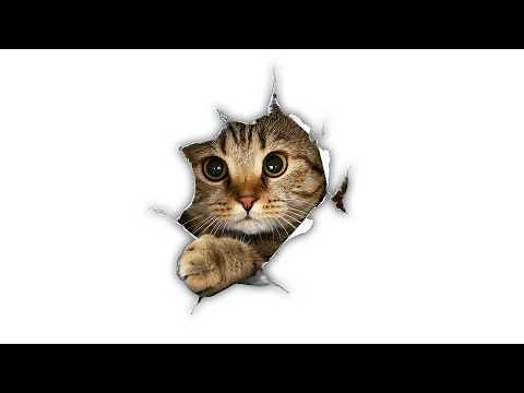 SILLY CAT