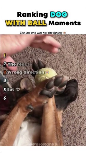 Ranking Funny Dog play with Ball moments 🐶 #usa