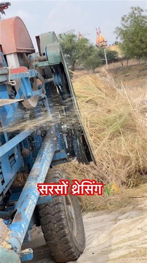 सरसों का खला #farming #farmer #sarson #kisan #agriculture #viral #trending #shorts #kheti #ytshorts