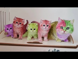 1 Hour of Funniest Cat Videos That Will Make You Smile #2 | Best Funny Animal Videos