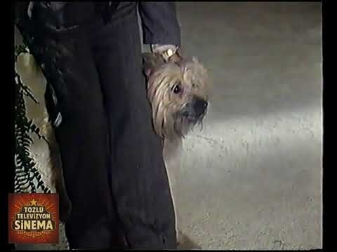 Boomer, der Streuner (1980)