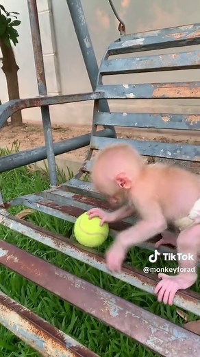 capuchin monkey for adoption (@monkeyforad)’s videos with original sound - capuchin monkey for adoption
