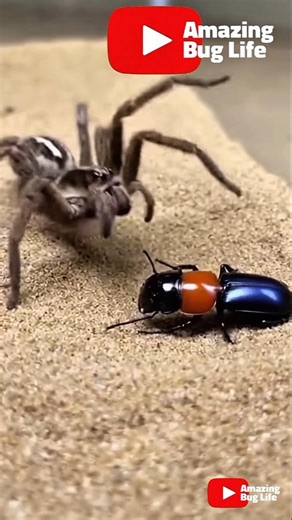What Happens When a Tarantula Attacks a Bombardier Beetle? #insects #insects #shortvideo #shortsfeed