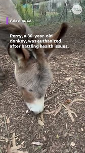 33K views · 150 reactions | Perry, the donkey that served as a model for the "Shrek" character, died following multiple health issues. | USA TODAY Life | Facebook