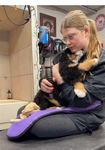 First baths shouldn’t be traumatizing. Please choose your groomers carefully ❤️🐾 #dogsoftiktok #bernesemountaindog #alpenspiritbernese #puppies #bernesemountaindogpuppy