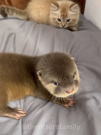 Sleepy Baby Otter Cuddles: Adorable Animal Moments