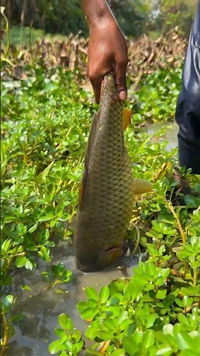 Unexpected Monster Fish Strike #fishing #handfish