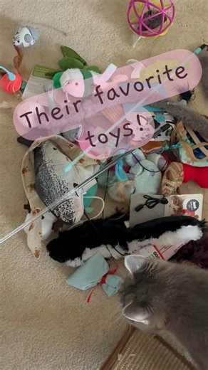 My cat’s favorite toys…