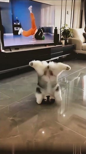 This Dog Learned Breakdancing From TV 😂🐶 #shorts