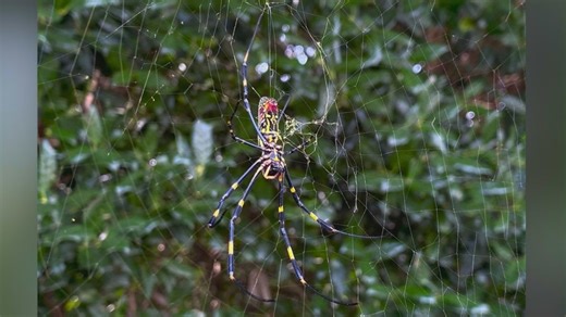 Spiders the size of your palm spotted in Southern California