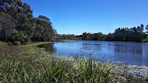 Dogwalking around Halpine Lake, Mango Hill