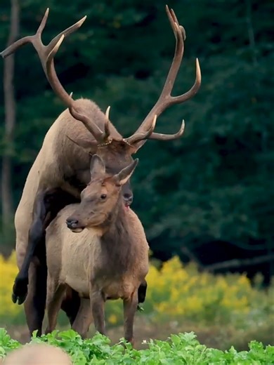 elk meeting seesion #usa #usawildlife #americanwildlife #natureusa #wildlifeusa #usatrending #usaviral
