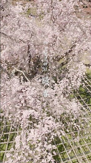 [Kyoto Kamigamo Shrine] Early Spring