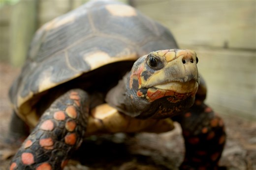 10K views · 555 reactions | Our Kangaroo Walkabout welcomed its...