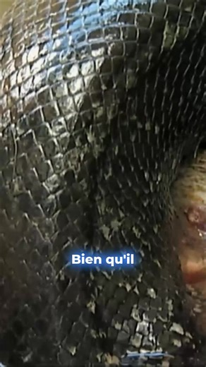 La puissance brute de l'anaconda sans venin est stupéfiante : capable d'avaler des proies gigantesques, sa digestion s'étire sur des jours, assurant sa survie. Ce géant est même vénéré comme un esprit protecteur dans la culture amazonienne ! 🐍 Mais l'ombre de la forêt inondée cache aussi des trésors plus petits, comme cette énigmatique grenouille fléchette empoisonnée (*Dendrobates tinctorius*), un bijou vivant sur une feuille. Un aperçu fascinant des prédateurs les plus mystérieux de la jungle