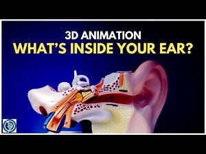 Full Anatomy of Human Ear | 3D Physiology Illustration Model Animation