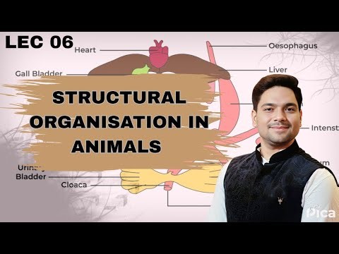 STRUCTURAL ORGANISATION ANIMAL | EXCRETORY SYSTEM OF COCKROACH | LEC 07
