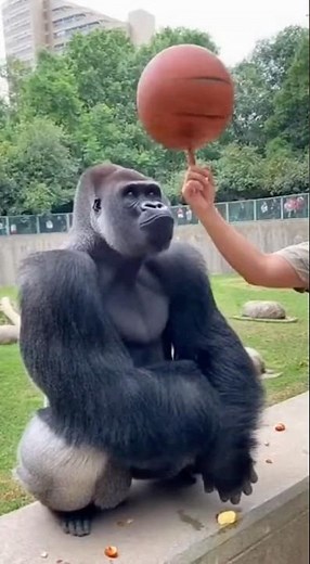 Gorilla Watches Basketball Trick… Then TAKES IT 😂🏀🦍