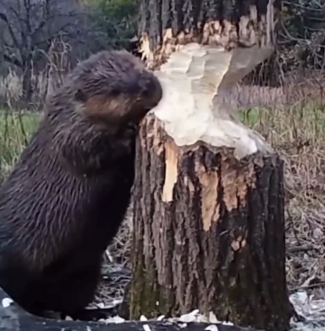 Beaver pauses while chewing trees listen to for the movements so that the tree doesn't fall on them