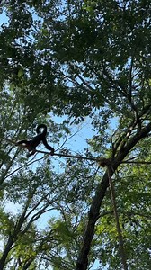 6.7K views · 847 reactions | Walking the tightrope, can’t drop his snack藍 #fyp #funny #monkeys #nature #primate #fun | Our Life Adventures | Facebook
